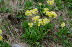 Primula intricata
