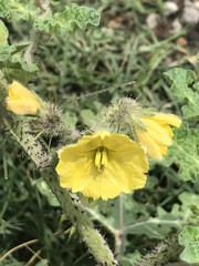 Solanum fructu-tecto