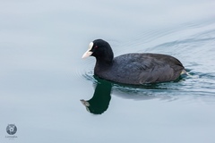 Fulica atra