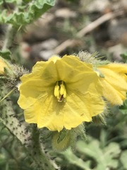 Solanum fructu-tecto