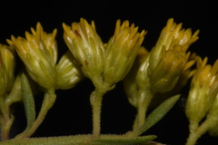 Solidago velutina sparsiflora