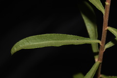 Solidago velutina sparsiflora