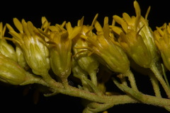 Solidago velutina sparsiflora