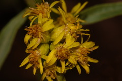 Solidago velutina sparsiflora