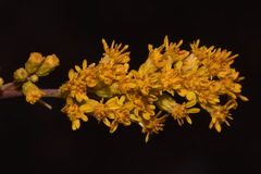 Solidago velutina sparsiflora