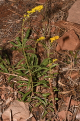 Solidago velutina sparsiflora
