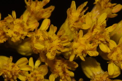Solidago velutina sparsiflora