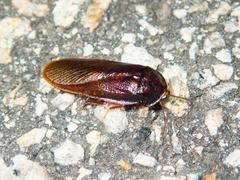 Perisphaerus