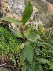 Ruscus hypophyllum