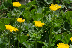 Ranunculus gouanii