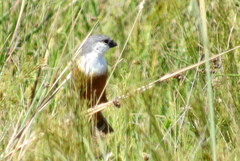 Sporophila palustris