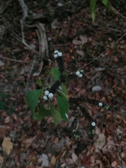 Tournefortia hartwegiana