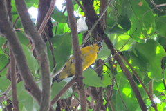 Euphonia chalybea
