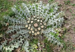 Onopordum acaulon