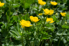Ranunculus gouanii