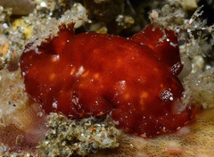 Platydoris sanguinea