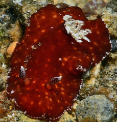 Platydoris sanguinea