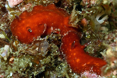 Platydoris sanguinea