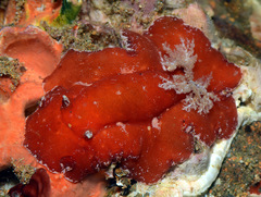 Platydoris sanguinea