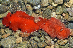 Platydoris sanguinea