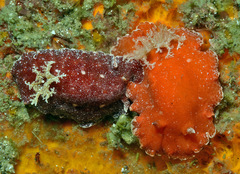 Platydoris sanguinea