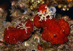 Platydoris sanguinea