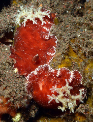Platydoris sanguinea