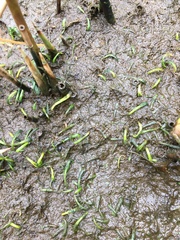 Lilaeopsis chinensis