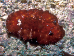 Platydoris sanguinea