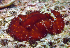Platydoris sanguinea