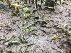 Lilaeopsis chinensis