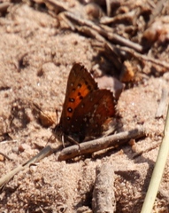 Aloeides thyra thyra