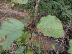 Alnus lusitanica