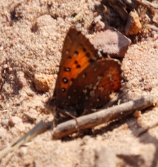 Aloeides thyra thyra