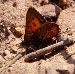 Aloeides thyra thyra