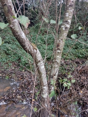 Alnus lusitanica