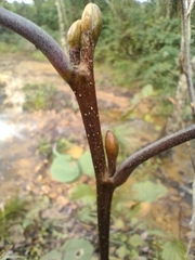 Alnus lusitanica