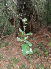 Achatocarpus oaxacanus