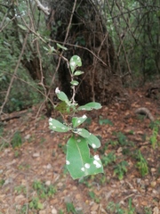 Achatocarpus oaxacanus