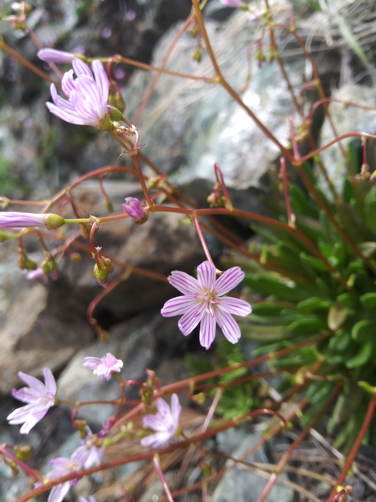 Columbian lewisia