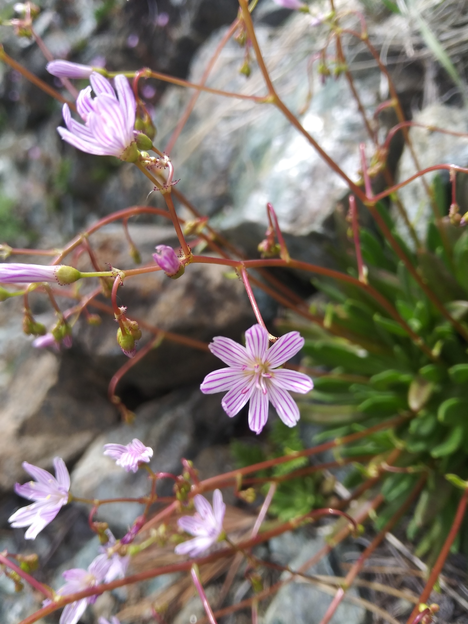 Lewisia columbiana