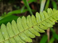 Blechnum polypodioides