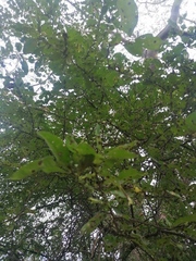 Achatocarpus oaxacanus