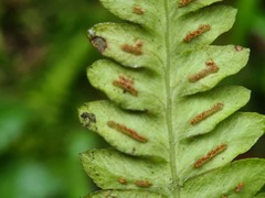 Blechnum polypodioides