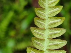 Blechnum polypodioides