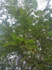 Achatocarpus oaxacanus