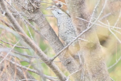 Dasyornis broadbenti