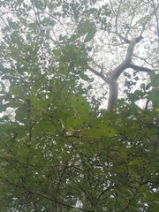 Achatocarpus oaxacanus