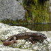 Corsican Brook Salamander - Photo (c) Julien Bottinelli, some rights reserved (CC BY-NC), uploaded by Julien Bottinelli