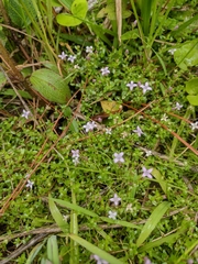 Oldenlandia salzmannii